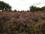 Sallandse Heuvelrug